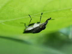 Idiella