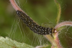 Zelotherses paleana