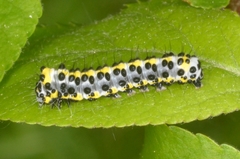 Diloba caeruleocephala