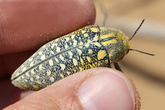 Julodis variolaris