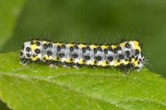 Diloba caeruleocephala