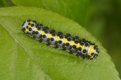 Diloba caeruleocephala