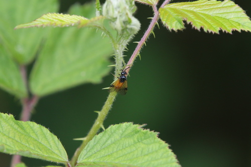 Bramble Sawfly, 9466 Gasteren, Nederland, photo 7 of 10