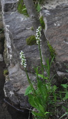 Spiranthes lucida