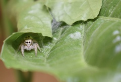 Thyene imperialis
