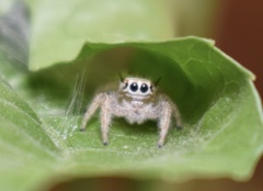 Thyene imperialis