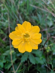 Trollius dschungaricus