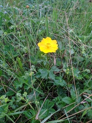 Trollius dschungaricus