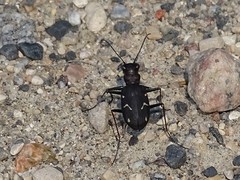Cicindela longilabris