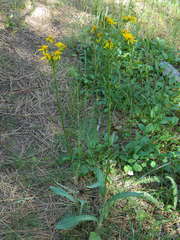 Senecio integerrimus exaltatus