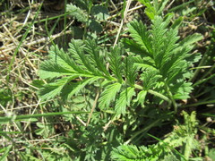 Potentilla longifolia