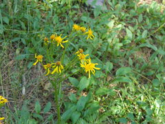 Senecio integerrimus exaltatus
