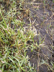 Persicaria kawagoeana