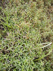 Persicaria kawagoeana