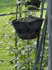Passer domesticus
