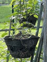 Passer domesticus
