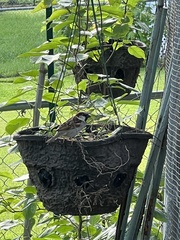Passer domesticus