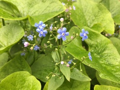 Brunnera sibirica