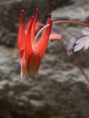 Aquilegia elegantula