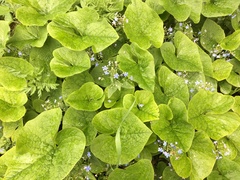 Brunnera sibirica