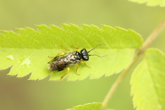 Pamphilius hortorum