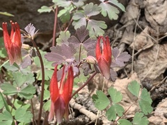 Aquilegia elegantula