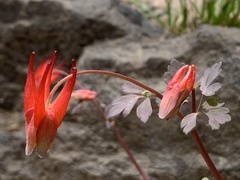 Aquilegia elegantula