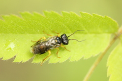 Pamphilius hortorum