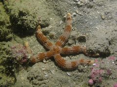 Ophidiaster granifer