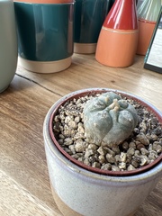 Lophophora