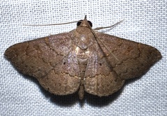 Antiblemma perva