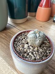 Lophophora