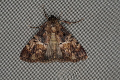 Orthaga thyrisalis