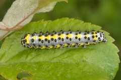 Diloba caeruleocephala