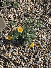 Glaucium flavum