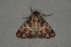 Orthaga thyrisalis