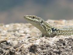 Podarcis siculus