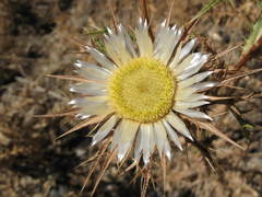 Carlina corymbosa