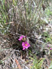 Ixia erubescens
