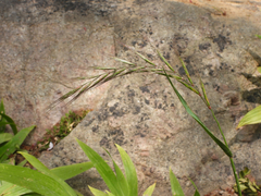 Elymus tsukushiensis