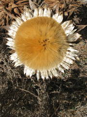 Carlina acaulis