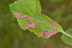 Phyllocoptes malinus