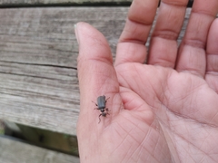 Atalantycha neglecta