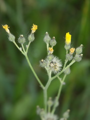 Pilosella densiflora