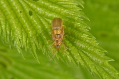 Galerucella tenella