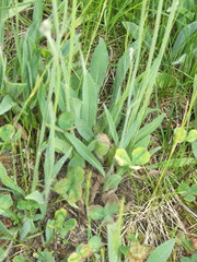 Pilosella densiflora