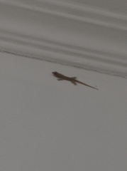 Hemidactylus platyurus