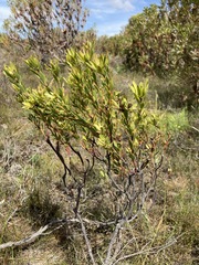 Leucadendron stelligerum