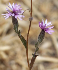 Lessingia arachnoidea