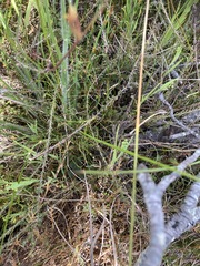 Leucadendron stelligerum